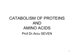 CATABOLISM OF PROTEINS AND AMINO ACIDS1.36 MB