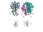 H&C metabolism - Bryn Mawr College