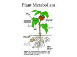 Plant Metabolism