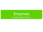 Ch6-4_Enzymes-New