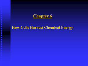 Chapter 6: How Cells Harvest Energy