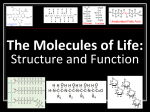 Lecture, The Molecules of Life
