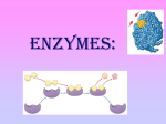 Enzyme Activity