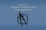 The Prototype Immunoglobulin Molecule