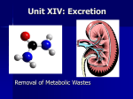 Unit XIV: Excretion