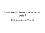 How are protein made in our cells?