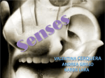 SENSES – Cerquera, Lara, Grillo