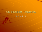 PowerPoint Presentation - Ch. 6 Cellular Respiration