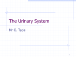 The Urinary System