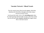Vascular Network = Blood Vessels