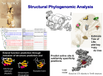 Reconstructing phylogenetic trees for protein superfamilies