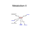 Metabolism II