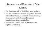 Structure and Function of the Kidney