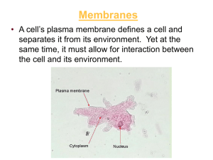 Lecture 8: The cell membrane