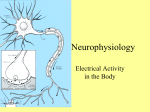 Neurophysiology