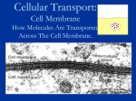 cell membrane