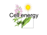 Cell energy
