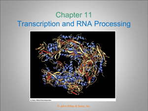Chapter 11 Transcription and RNA Processing
