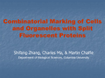 Combinatorial Marking of Cells and Organelles with Split
