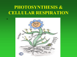 PHOTOSYNTHESIS & CELLULAR RESPIRATION