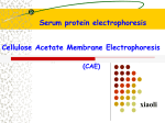 + + + - - - Electrophoresis of