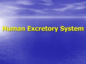 Human Excretory System