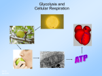 Cellular Respiration