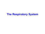 The Respiratory System