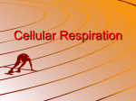 Cellular Respiration