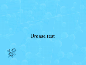 Urease test