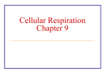 Cellular Respiration Chapter 9