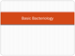c. Basic Bacteriology