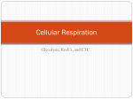 Cellular Respiration