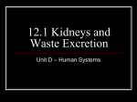 12.1 Kidneys and Waste Excretion