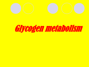 finalglycogen (2)