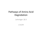 Pathways of Amino Acid Degredation