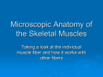 Microscopic Anatomy of the Skeletal Muscles