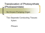 Translocation of Photosynthate - Academic Resources at Missouri