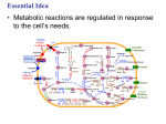 8.1 Metabolism