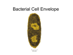 Bacteria and their cell walls
