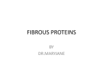 FIBROUS PROTEINS
