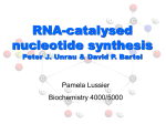 RNA-catalysed nucleotide synthesis
