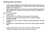 Making probes/primers