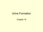 Urine Formation