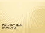 Protein Synthesis (Translation)