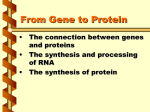 From Gene to Protein