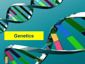 2.5 Genetics - Science at St. Dominics