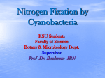 Nitrogen Fixation in the Ocean: The Role of Cyanobacteria