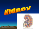 Kidney