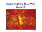 BIO 103 - Genes